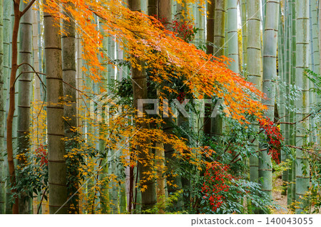 竹林、秋葉和紅色的南天竹漿果 140043055