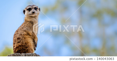 Meerkat standing alert on wooden post against blue sky background Meerkat standing alert on wooden post against blue sky background 140043063