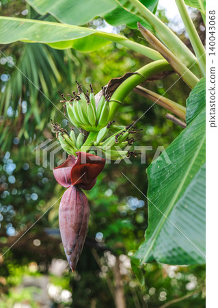 Banana tree with green bananas and hanging purple flower in tropical garden 140043068