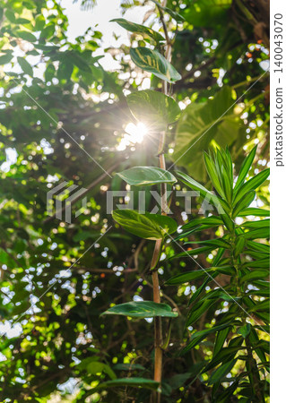 Sunlight shining through tropical leaves in lush jungle forest scene Sunlight shining through tropical leaves in lush jungle forest scene 140043070