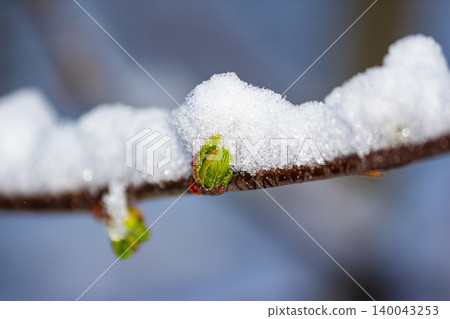Fresh green buds on a tree branch covered with unexpected late April snow, capturing the delicate contrast between emerging spring growth and cold winter weather against a soft background Fresh green buds on a tree branch covered with unexpected late April snow, capturing the delicate contrast between emerging spring growth and cold winter weather against a soft background 140043253