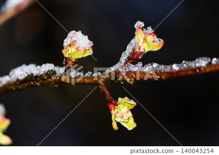 Fresh spring buds covered in sudden late April snow, icy crystals cling to delicate green leaves on a dark branch, capturing a dramatic contrast between winter cold and new life Fresh spring buds covered in sudden late April snow, icy crystals cling to delicate green leaves on a dark branch, capturing a dramatic contrast between winter cold and new life 140043254