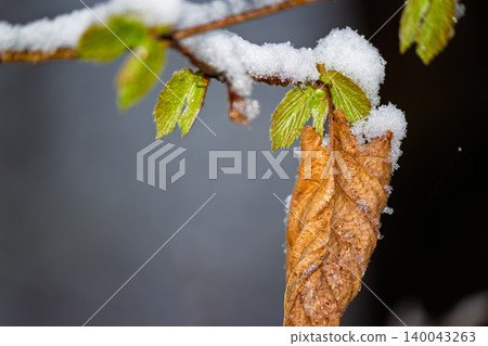 Fresh green spring leaves contrast with a dry brown autumn leaf under a sudden blanket of cold winter snow during an unexpected late April frost in the forest 140043263