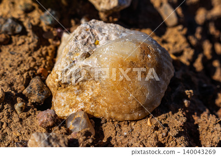 Ancient fossilized brachiopod embedded in weathered limestone rock, detailed prehistoric mollusk shell texture resting on rough desert ground, macro view of geological natural specimen 140043269