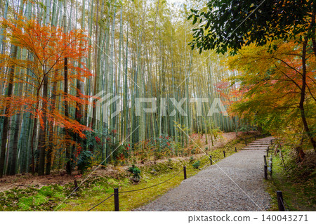Small diameter of bamboo grove and autumn leaves 140043271