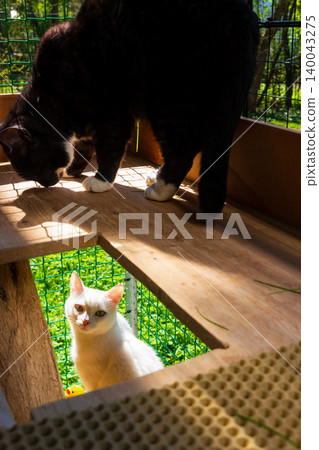 Two fluffy cats relaxing on a multi-level wooden outdoor enclosure, one black and white kitten standing above and a cute white feline resting below in sunny garden vibes 140043275