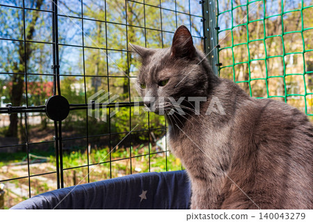 A fluffy grey cat resting peacefully on a secure mesh balcony, enjoying the warm sunny weather while observing the yard through the protective wire enclosure outdoors A fluffy grey cat resting peacefully on a secure mesh balcony, enjoying the warm sunny weather while observing the yard through the protective wire enclosure outdoors 140043279