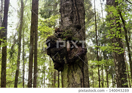 Close-up of a gnarled tree burl with mossy texture growing on a textured birch trunk in a deep green summer forest landscape with blurred woodland trees in the background Close-up of a gnarled tree burl with mossy texture growing on a textured birch trunk in a deep green summer forest landscape with blurred woodland trees in the background 140043289