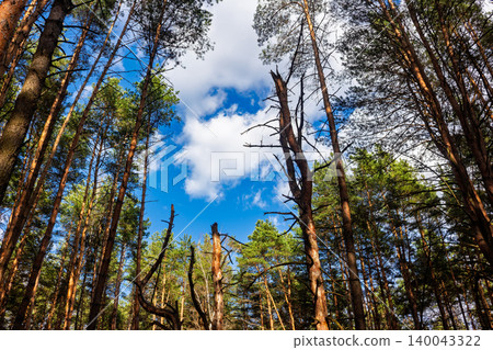 Towering pine trees reaching towards a brilliant blue sky with fluffy white clouds, capturing the serene atmosphere of a dense woodland canopy under bright sunny weather 140043322