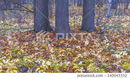 Serene grove with damp leaves and soft sunlight. Quiet woodland floor covered in wet leaves with gentle light Serene grove with damp leaves and soft sunlight. Quiet woodland floor covered in wet leaves with gentle light 140043332