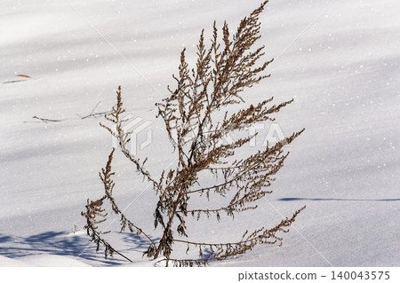 A solitary dried weed stands defiantly amidst pristine white snow, its brown texture stark against the sparkling frost and soft shadows 140043575