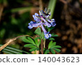 Vibrant cluster of pale blue and purple fumewort blossoms blooming in a shady woodland spot, showcasing delicate structure and fresh green foliage 140043623