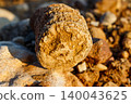 Close-up macro shot of a fossilized Rugosa coral specimen with detailed internal structures resting on rocky ground in warm sunlight 140043625
