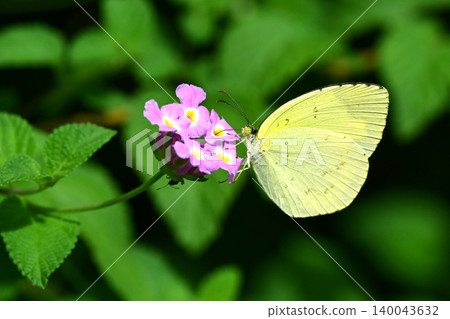 Common Grass Yellow Common Grass Yellow 140043632