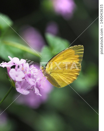 Common Grass Yellow 140043635