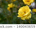 Roses 140043659