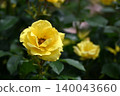 Roses 140043660