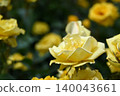 Roses 140043661