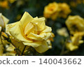 Roses 140043662