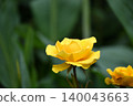 Roses 140043663