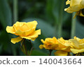 Roses 140043664
