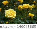 Roses 140043665