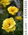 Roses 140043666