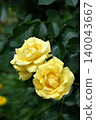 Roses 140043667