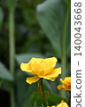 Roses 140043668
