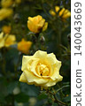 Roses 140043669