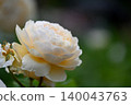 Roses 140043763