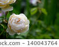 Roses 140043764