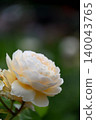 Roses 140043765