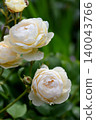 Roses 140043766