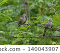 Bird dove barbed wire green foliage pair perched nature wildlife calm pair of dove resting rusty wire amid lush forest 140043907