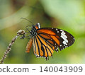 Butterfly insect orange wing macro nature pollinator flower closeup resting on dry stem with soft green background calm mood 140043909