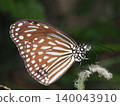 Butterfly insect wing brown white macro nature closeup delicate pattern on plant stem with soft green background and calm mood 140043910