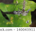 Insect macro bug antenna leaf nature pattern closeup of patterned long leg insect perched on green leaf texture 140043911