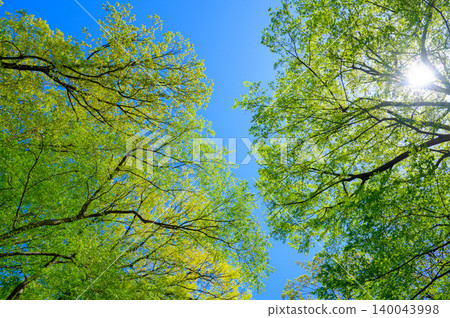 Blue sky and fresh green big tree Blue sky and fresh green big tree 140043998