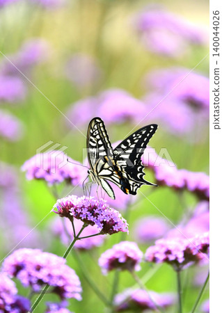 鳳蝶(Papilio xuthus): 鳳蝶(Papilio xuthus): 140044026