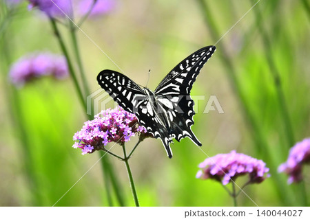 Swallowtail butterfly (Papilio xuthus): Swallowtail butterfly (Papilio xuthus): 140044027