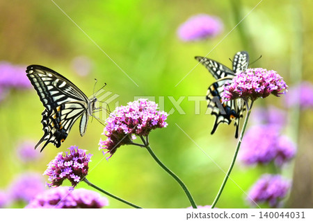 鳳蝶（Papilio xuthus）： 140044031