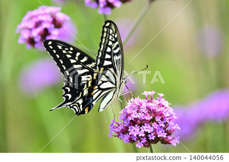 Swallowtail butterfly (Papilio xuthus): Swallowtail butterfly (Papilio xuthus): 140044056