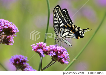 Swallowtail butterfly (Papilio xuthus): Swallowtail butterfly (Papilio xuthus): 140044058