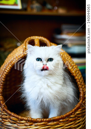 Fluffy white longhair cat with blue eyes sitting in wicker basket and licking nose Fluffy white longhair cat with blue eyes sitting in wicker basket and licking nose 140044065