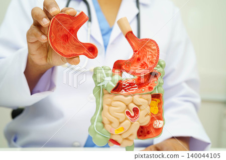 Digestive system with stomach and intestine, Asian doctor holding human anatomy model for study diagnosis and treatment in hospital. Digestive system with stomach and intestine, Asian doctor holding human anatomy model for study diagnosis and treatment in hospital. 140044105