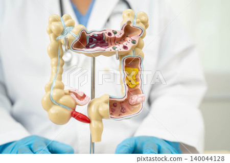 Intestine, doctor holding human anatomy model for study diagnosis and treatment in hospital. 140044128
