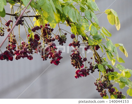 Akebia flowers with morning dew still clinging to them 140044153