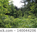 Lush green rural forest 140044206