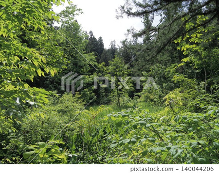 Lush green rural forest 140044206